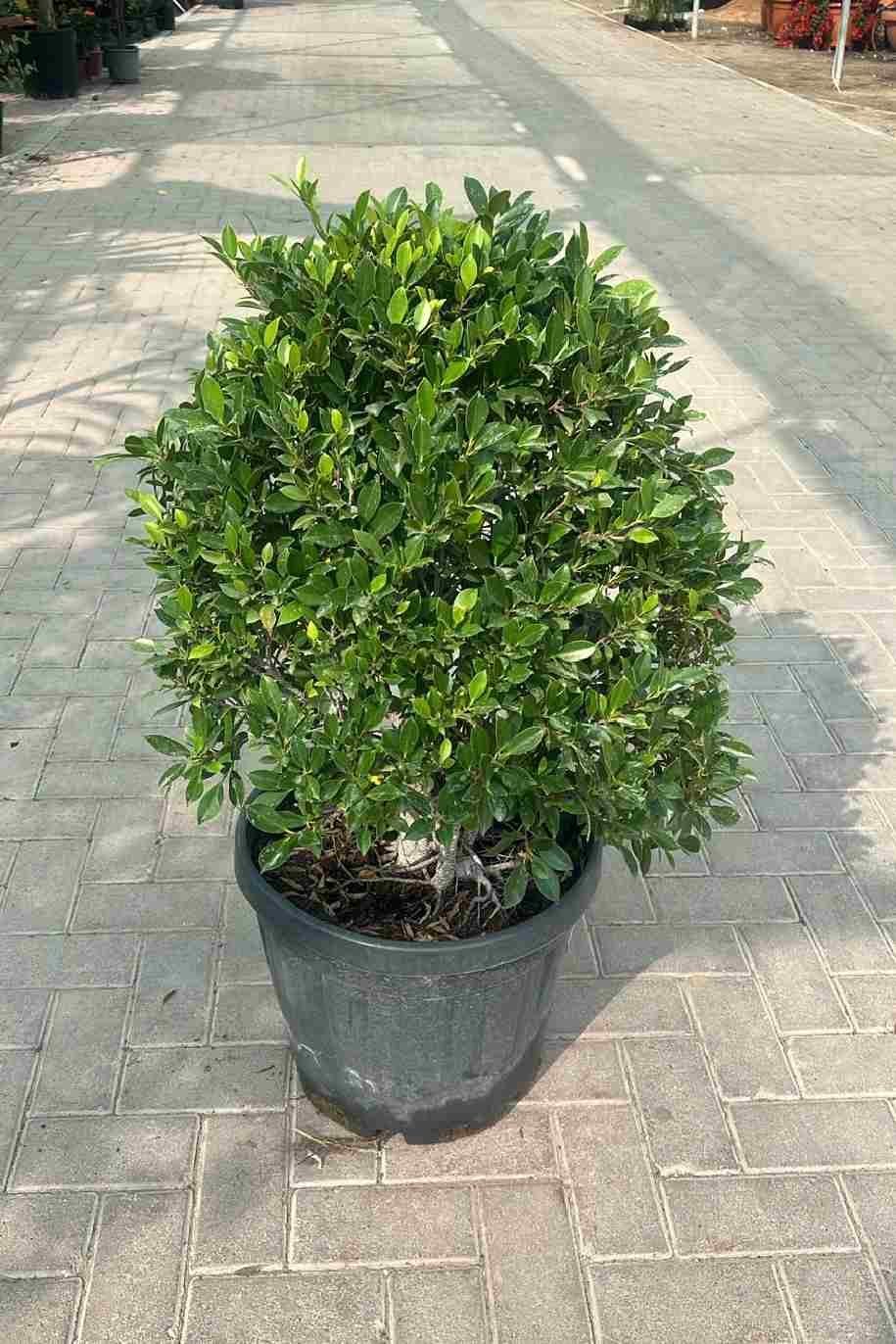 Ficus_Nitida_Ball_Shape-greePlantshop_ae.jpg