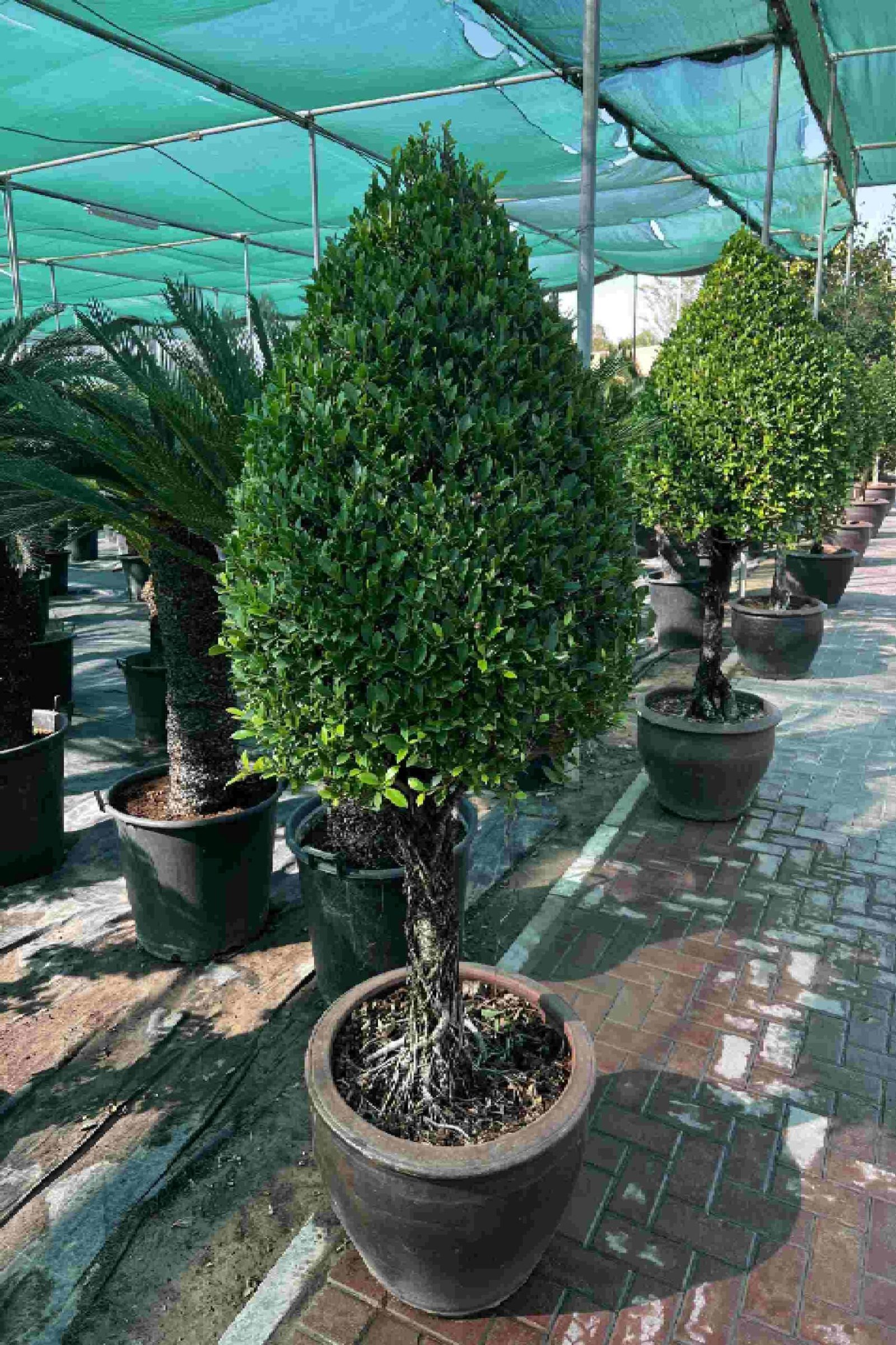 Ficus_Nitida_Cone_Head-greePlantshop_ae-scaled-1.jpg