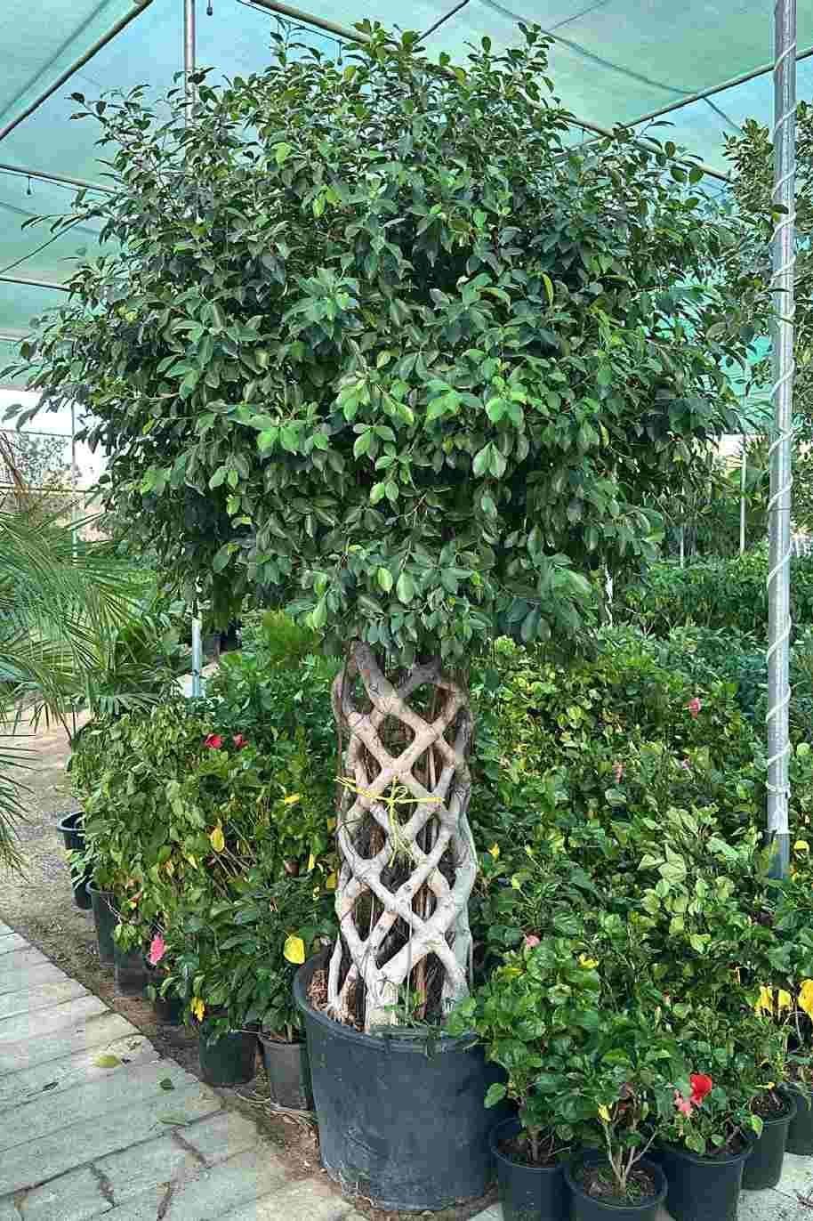 Ficus_Panda-Cage_Shape_Bushy.jpg