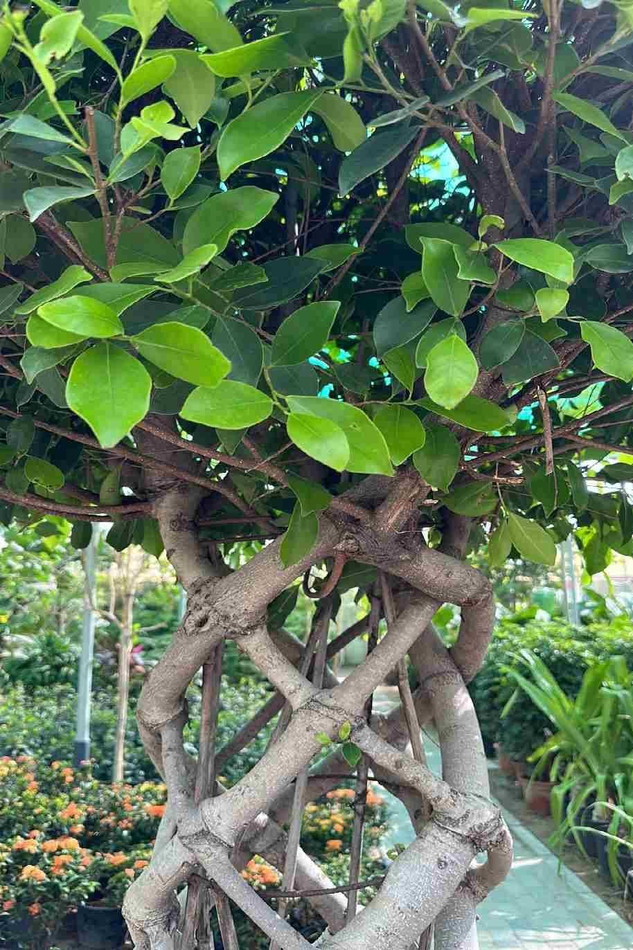Ficus_Panda_-_Cage_Shape