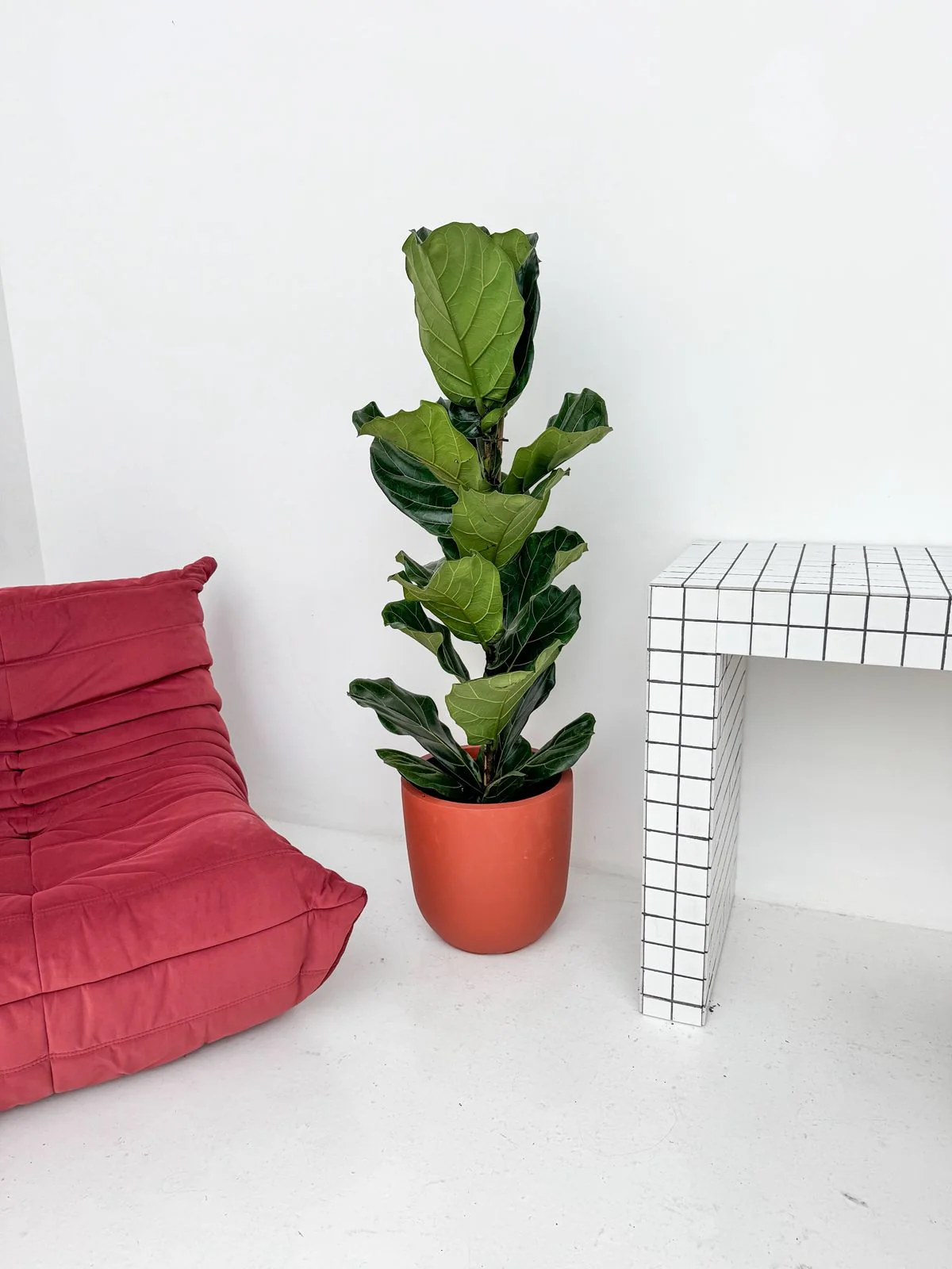 Fiddle-leaf-Fig-.webp