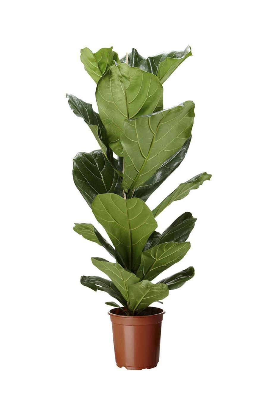 Fiddle-leaf-Fig-100cm-120cm-Holland-1