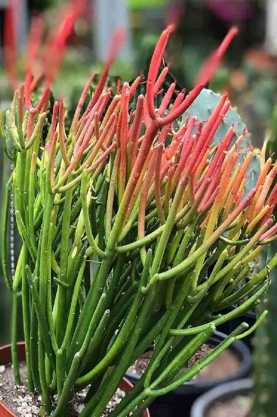 Fire_Red_Pencil_Cactus-Plantshop_me.jpg
