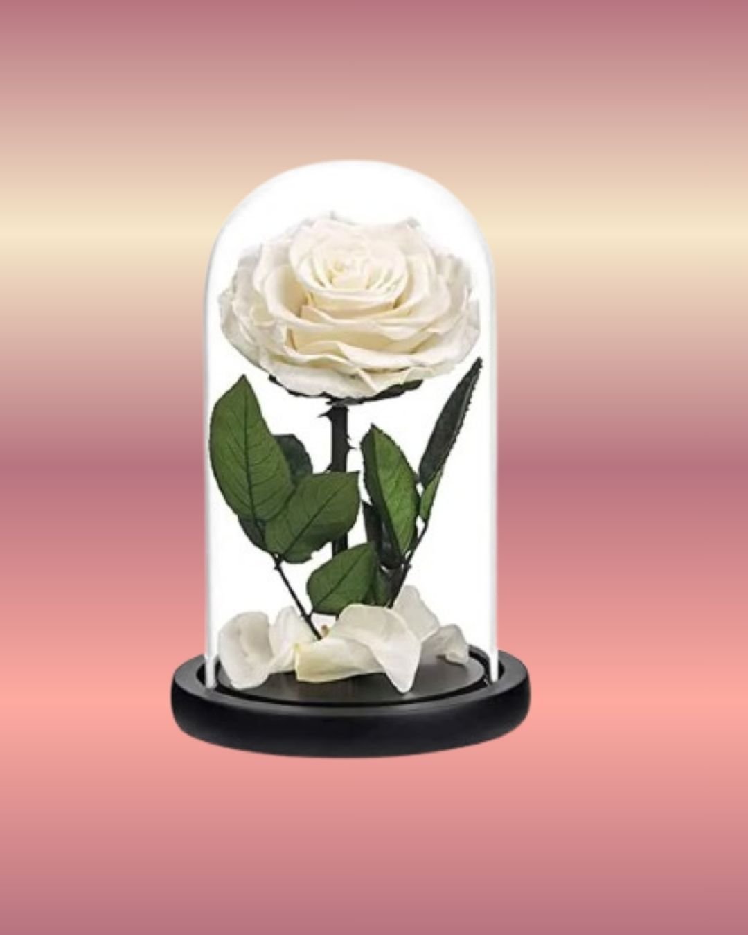 Forever-Rose-Single-White-1.jpg