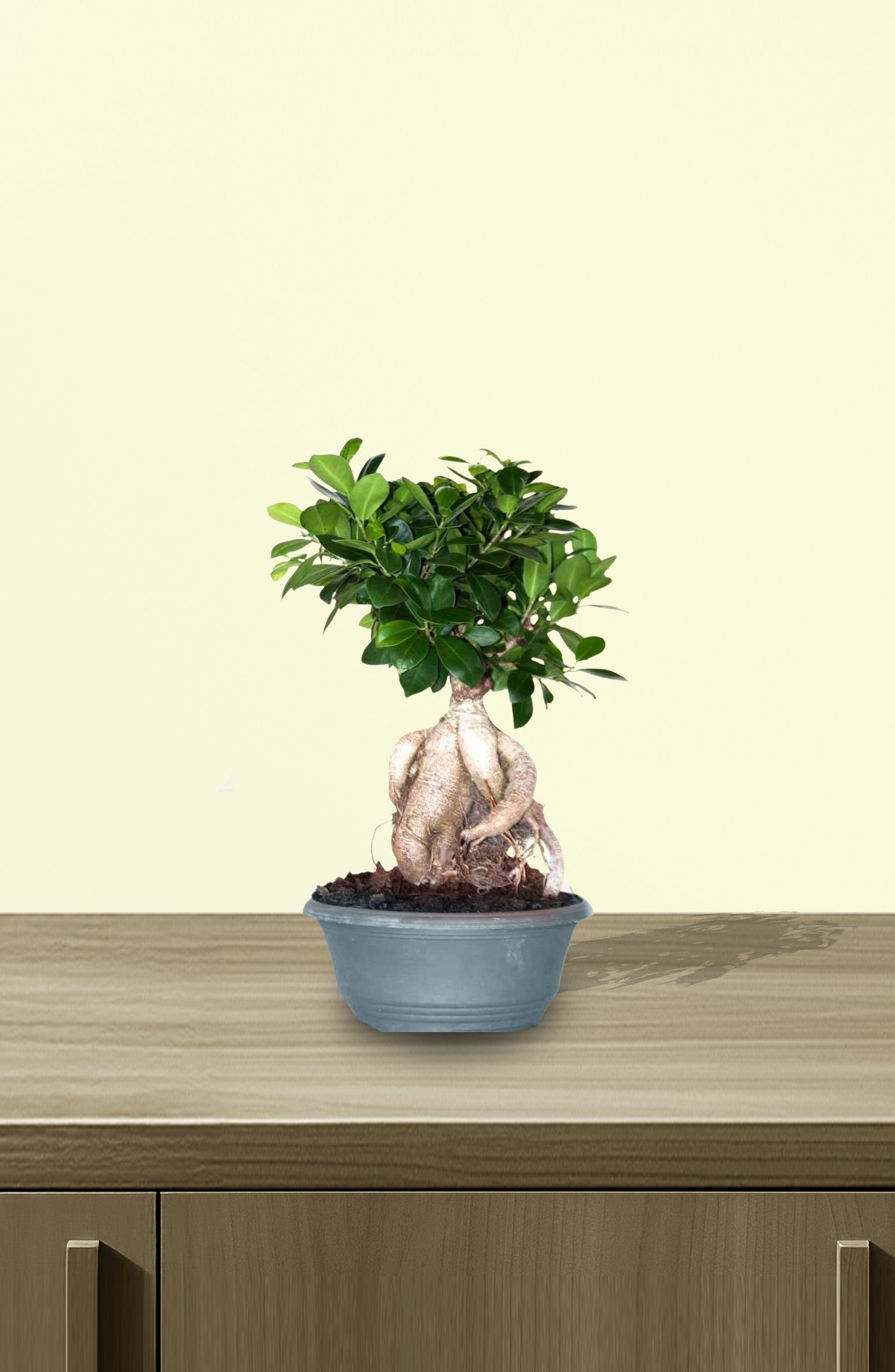Ginseng-Bonsai-60cm-Indoor-2.jpg