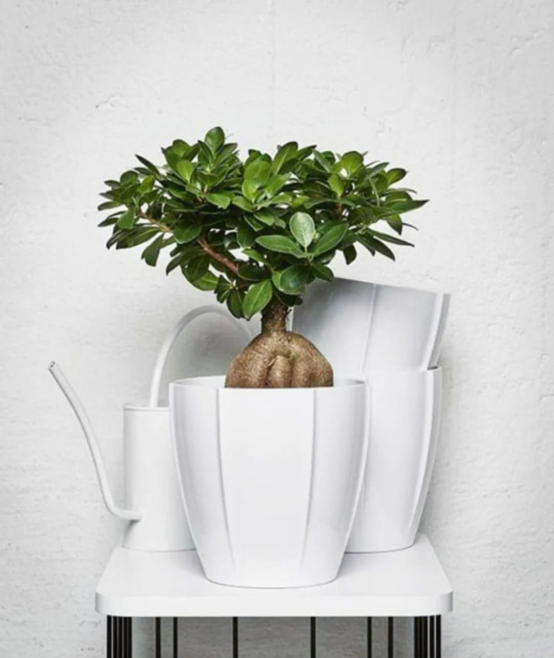 Ginseng-Bonsai-Indoor.webp