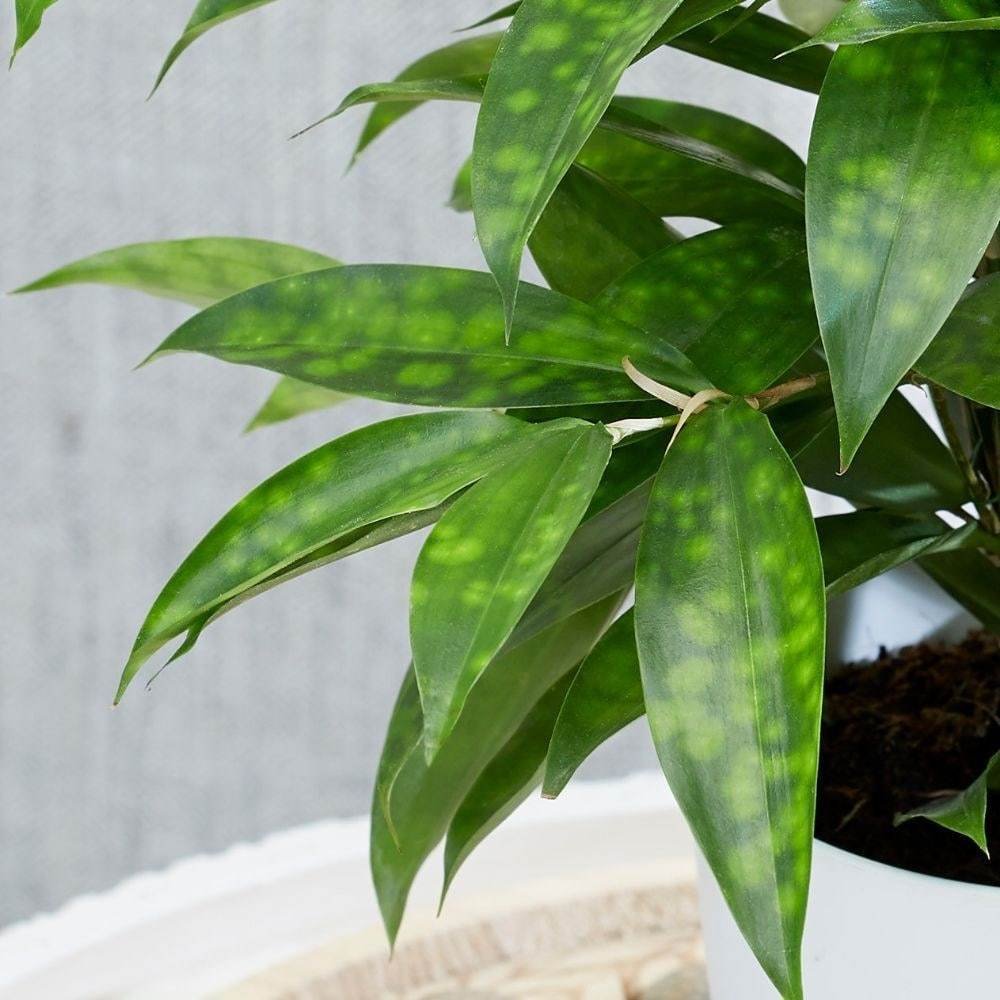Gold-Dust-Dracaena.jpg