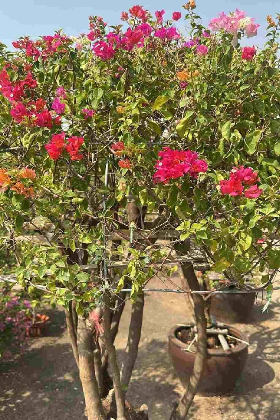 Great-Bougainvillea-2Mtr-2.jpg