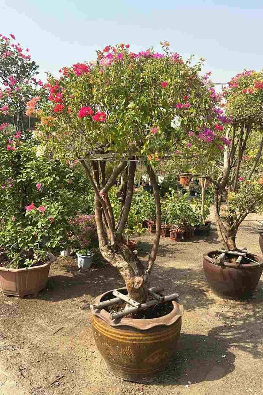 Great-Bougainvillea-2Mtr.jpg