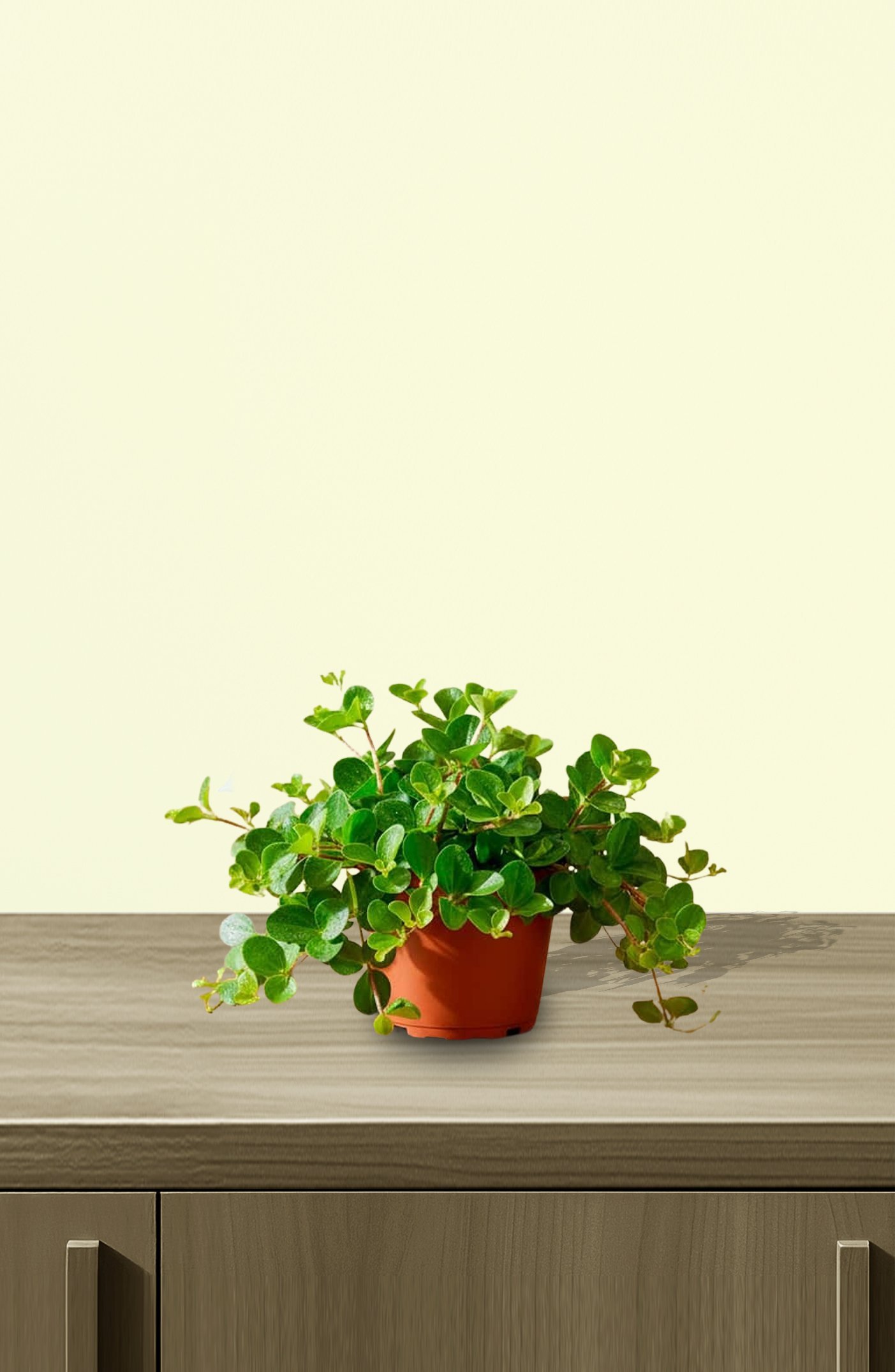 Green-Button-Peperomia-1.jpg