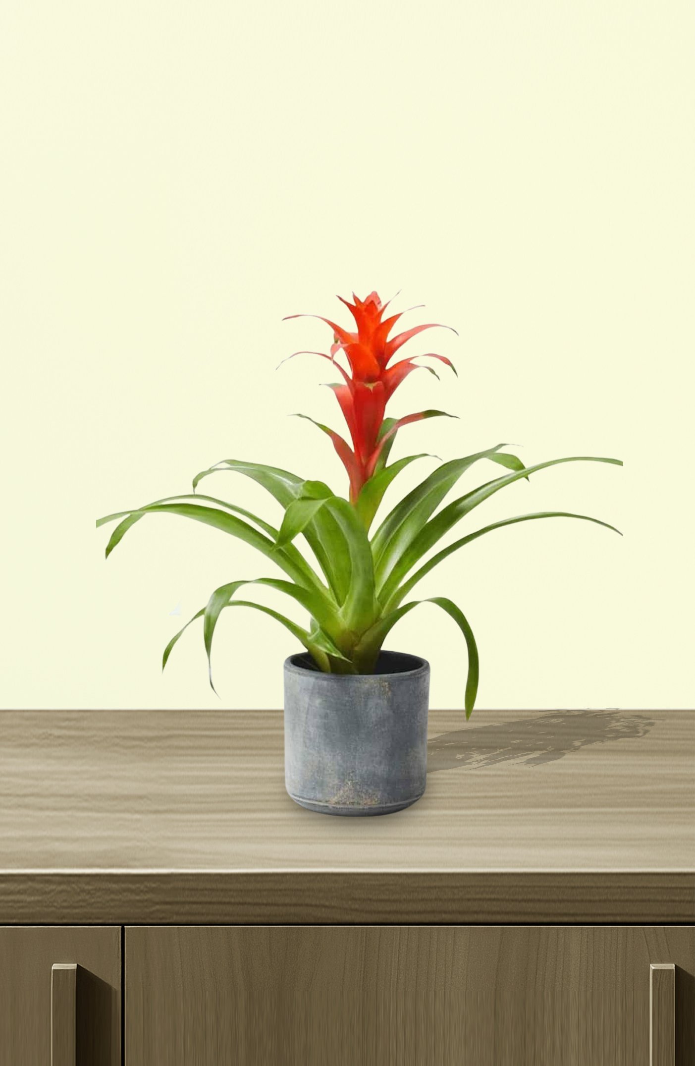 Guzmania.jpg