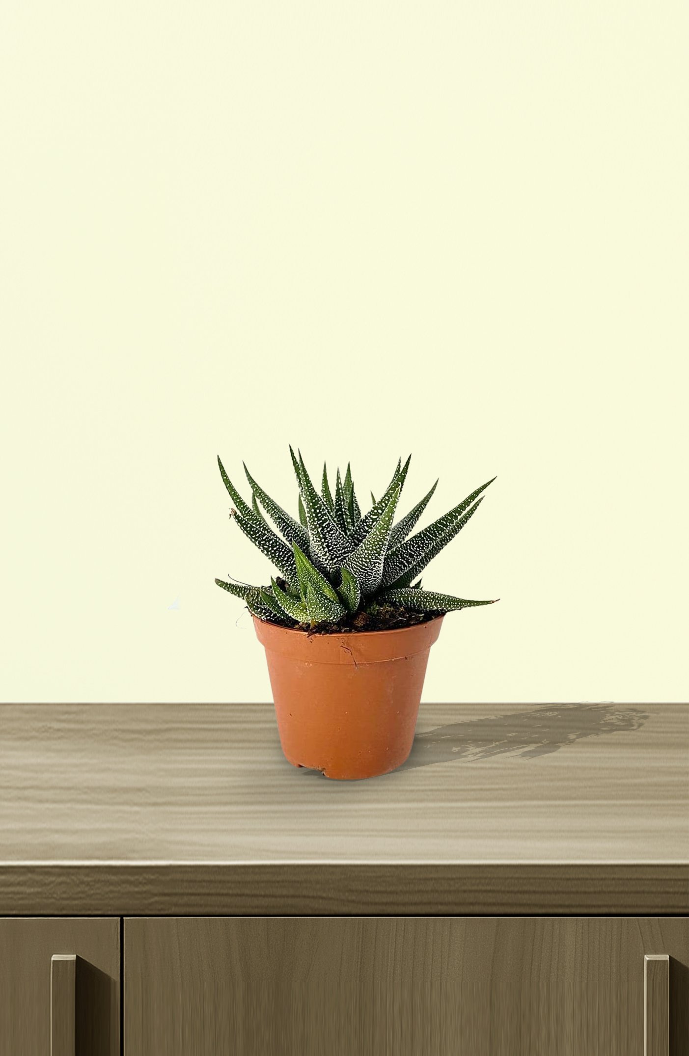 Haworthia-Dwarf-Aloe-1.jpg