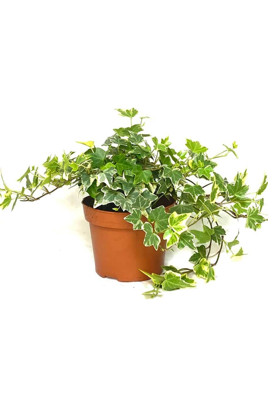 Hedera-Helix-Variegated-1