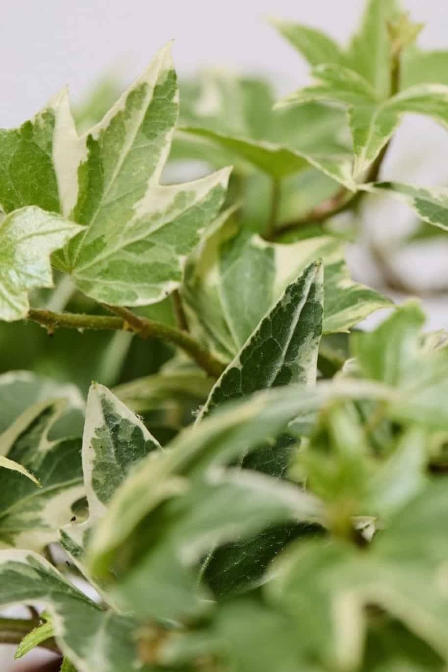 Hedera-Helix-Variegated.jpg