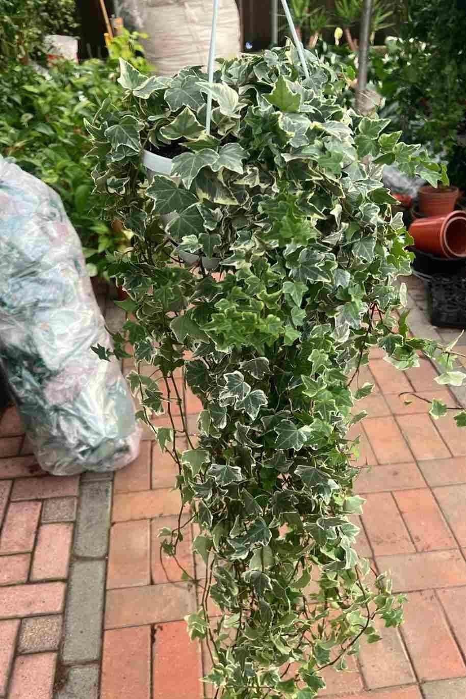 Hedera_Helix_Variegated_Hanging-3-Plantshop_me-2.jpg