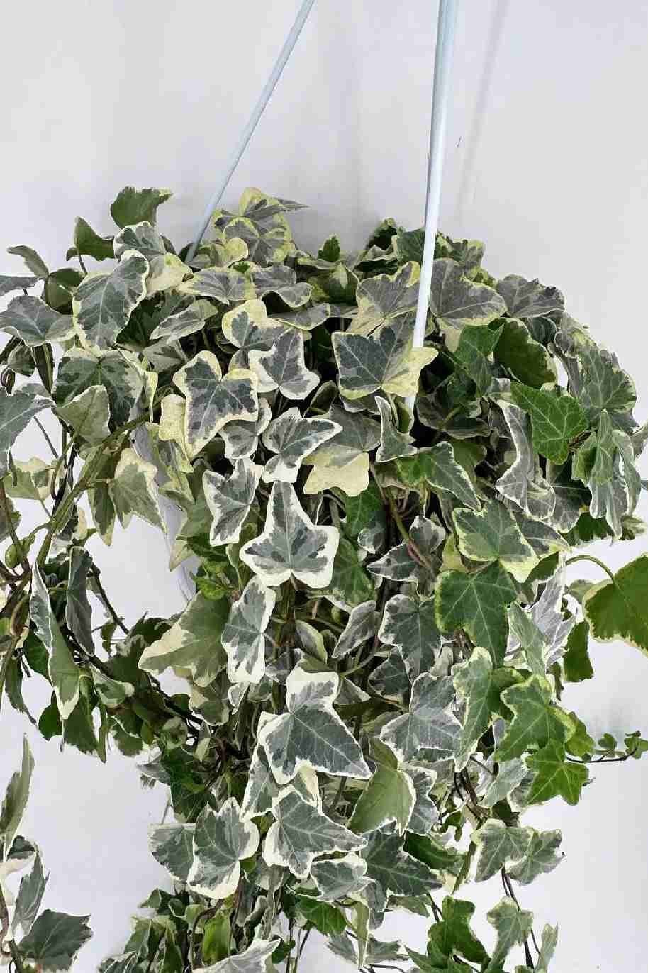 Hedera_Helix_Variegated_Hanging-Plantshop_me-1.jpg