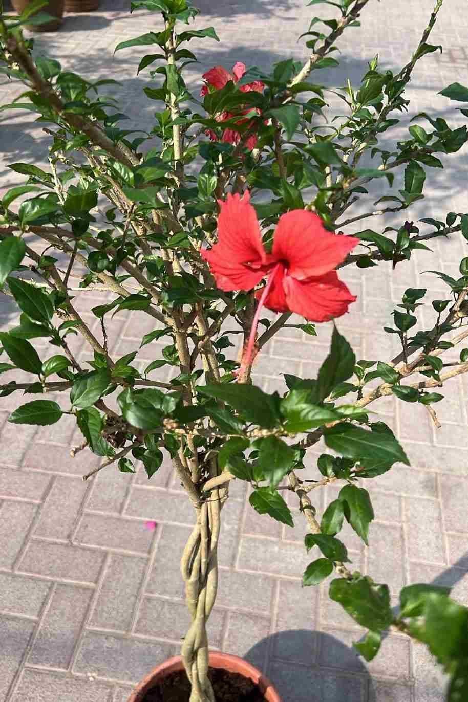 Hibiscus-Twisted-Red-Tall.jpg