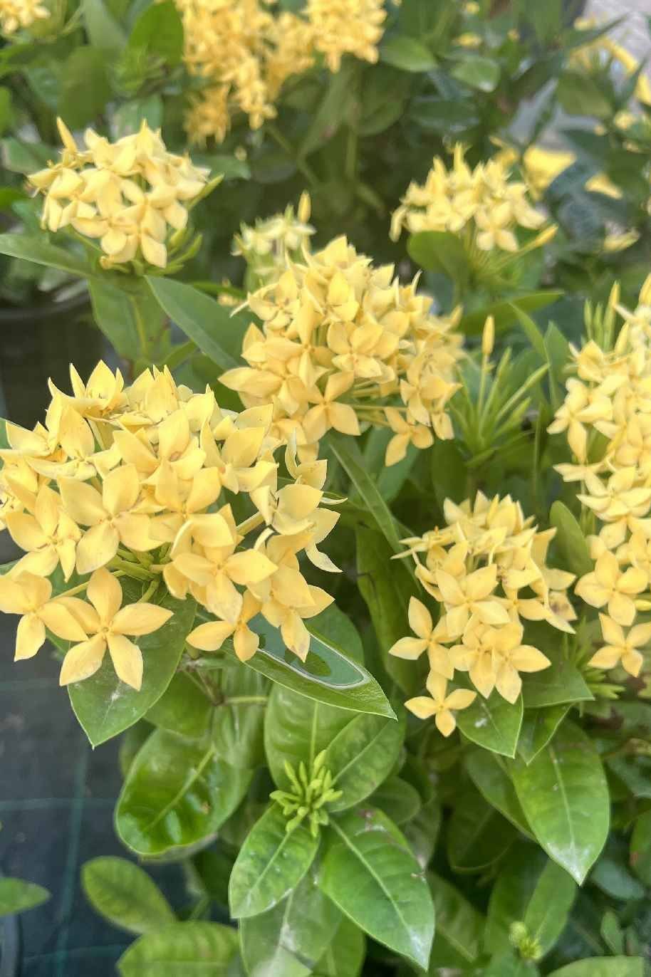 Ixora-Coccinea-Yellow-1.jpg