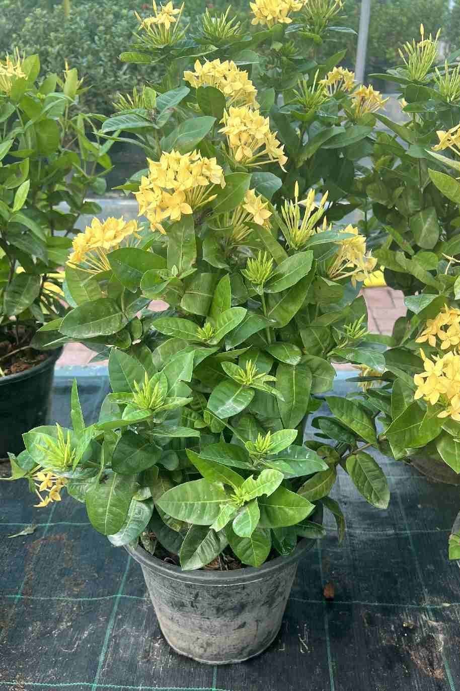 Ixora-Coccinea-Yellow.jpg