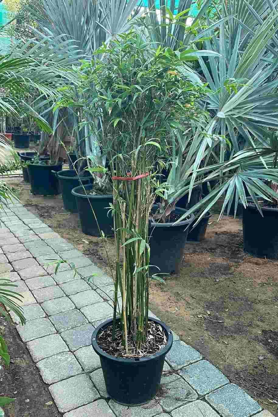 Japanese-Bamboo-Palm.jpg