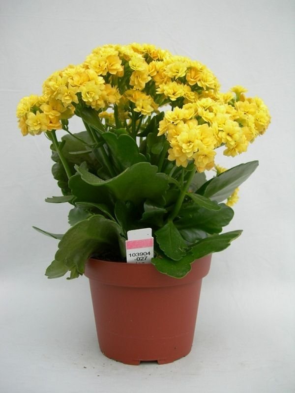 Kalanchoe-1.jpg