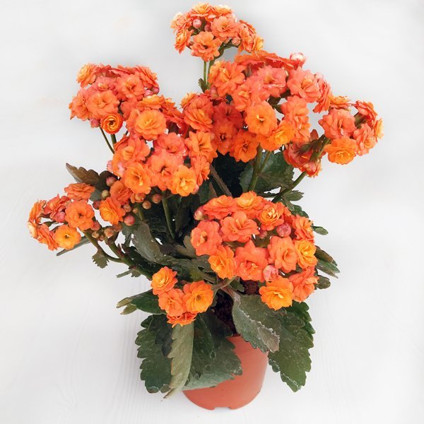Kalanchoe-2.jpg
