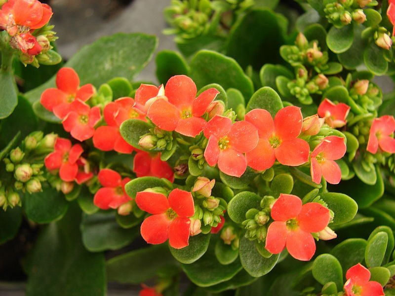 Kalanchoe-7.jpg