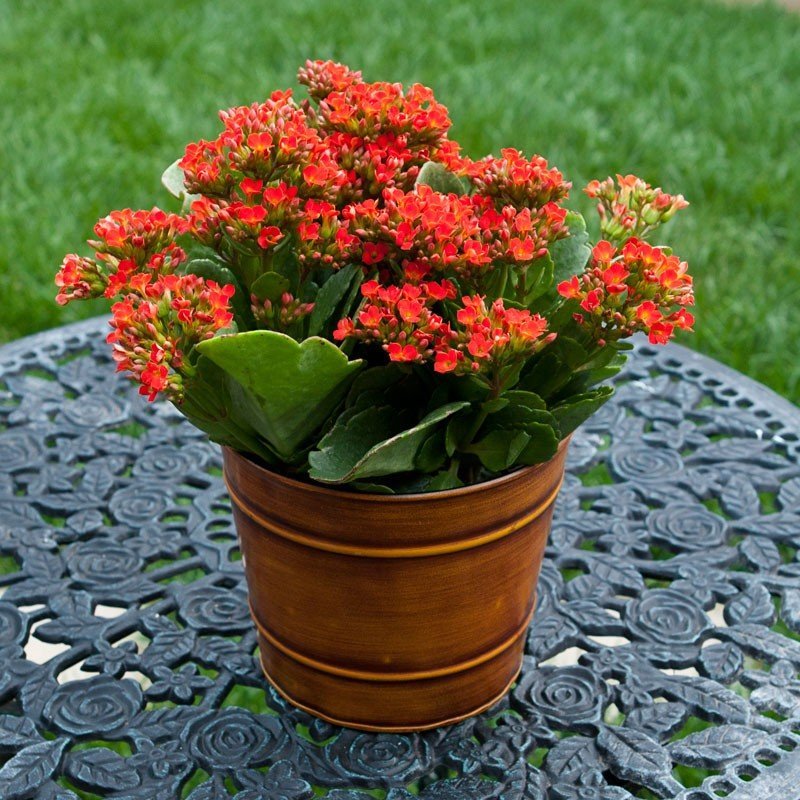 Kalanchoe.jpg