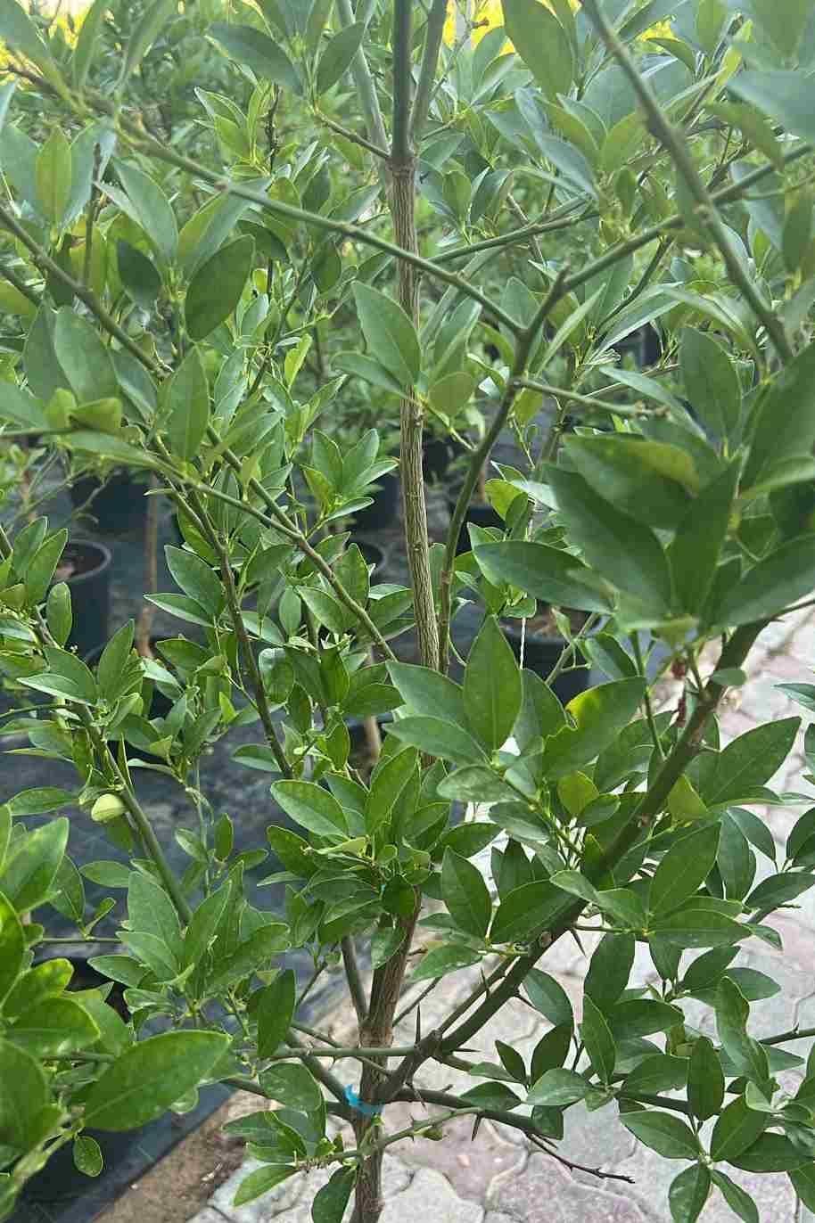 Limequat-Citrus-Tree-1.jpg