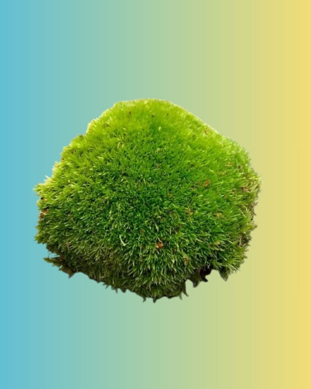 Live-Cushion-Moss.jpg