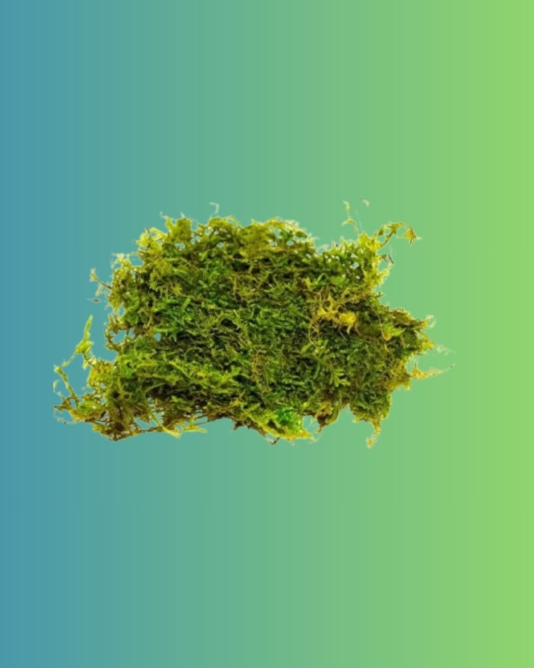 Live-Flat-Moss-Lush-Green-Carpets-for-Terrariums-1.jpg
