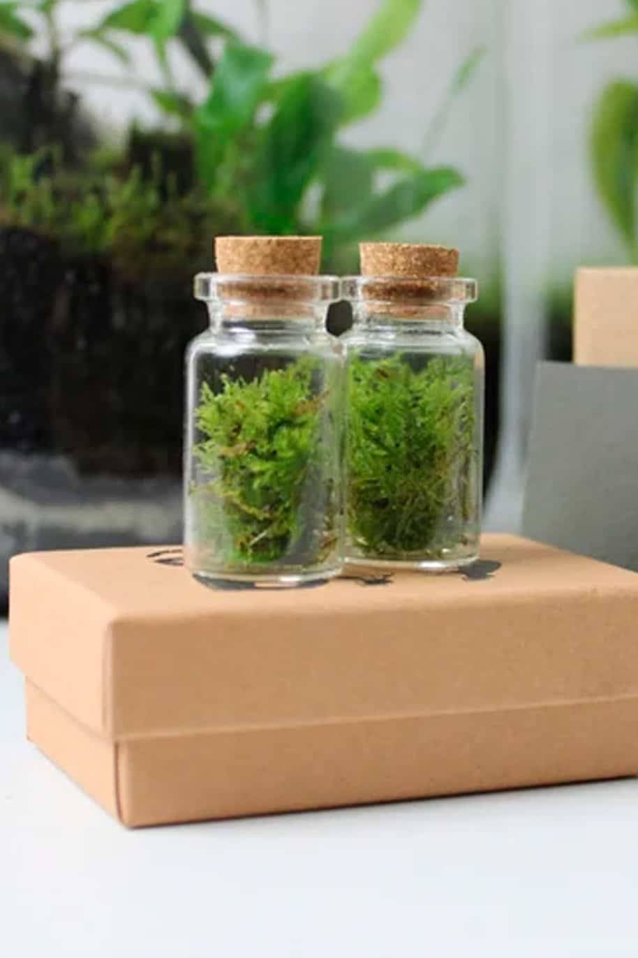 Live_Moss_Terrarium_Mini_-1-_plantshopme.jpg