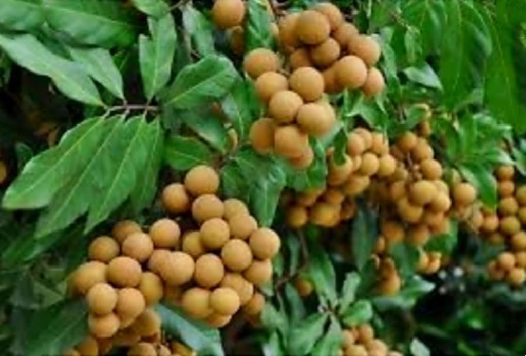 Longan-Tree-Online-in-UAE.jpg