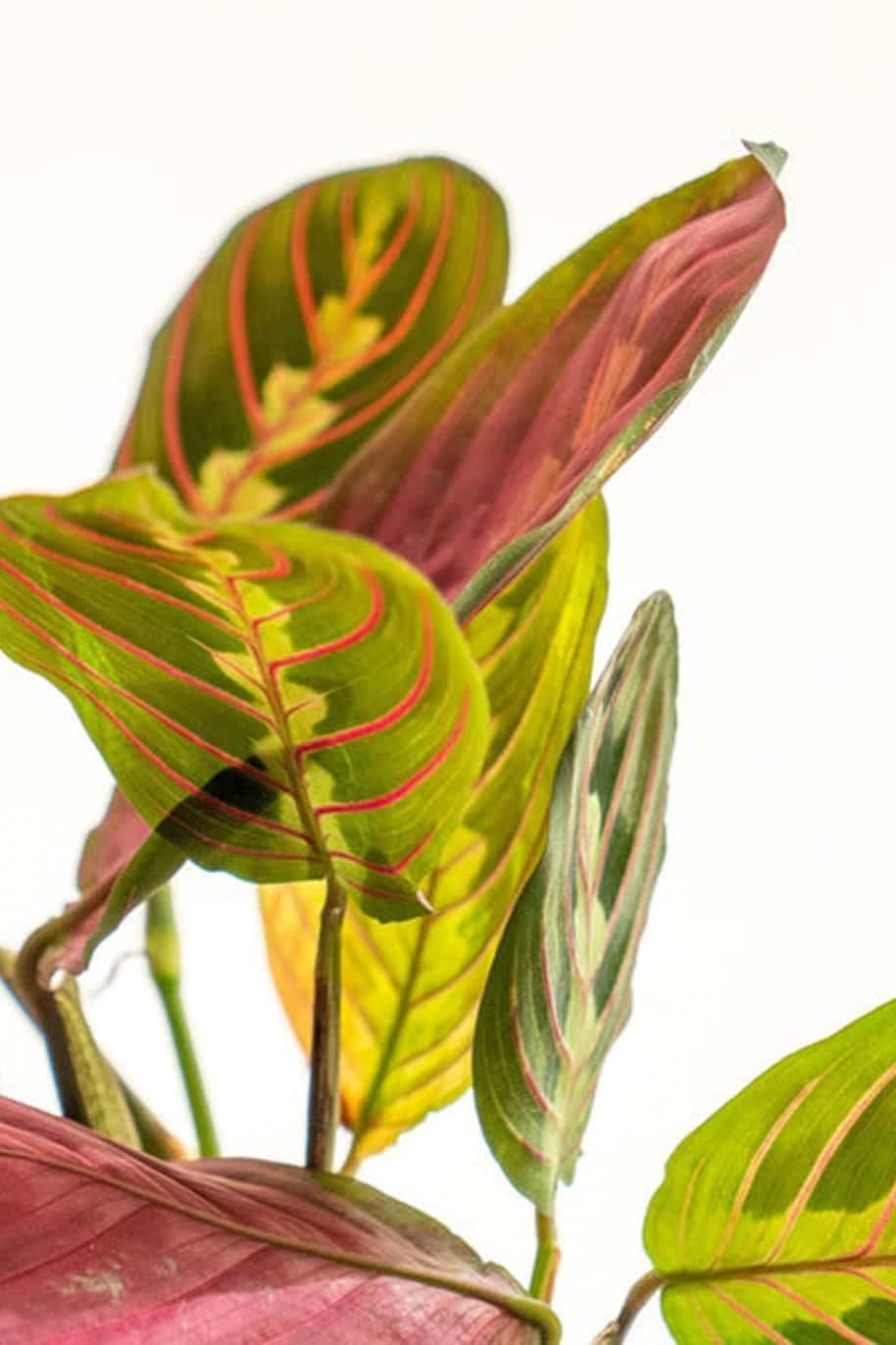 Maranta_Kokedama_-1-_plantshopme