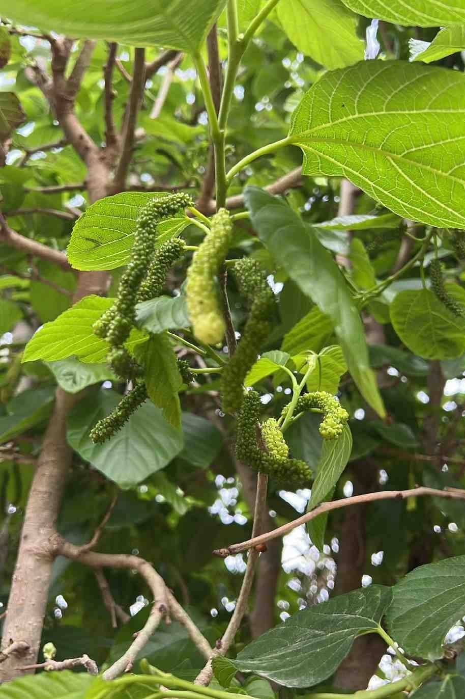 Morus-alba-Tree-Or-Mulberry-Tree.jpg