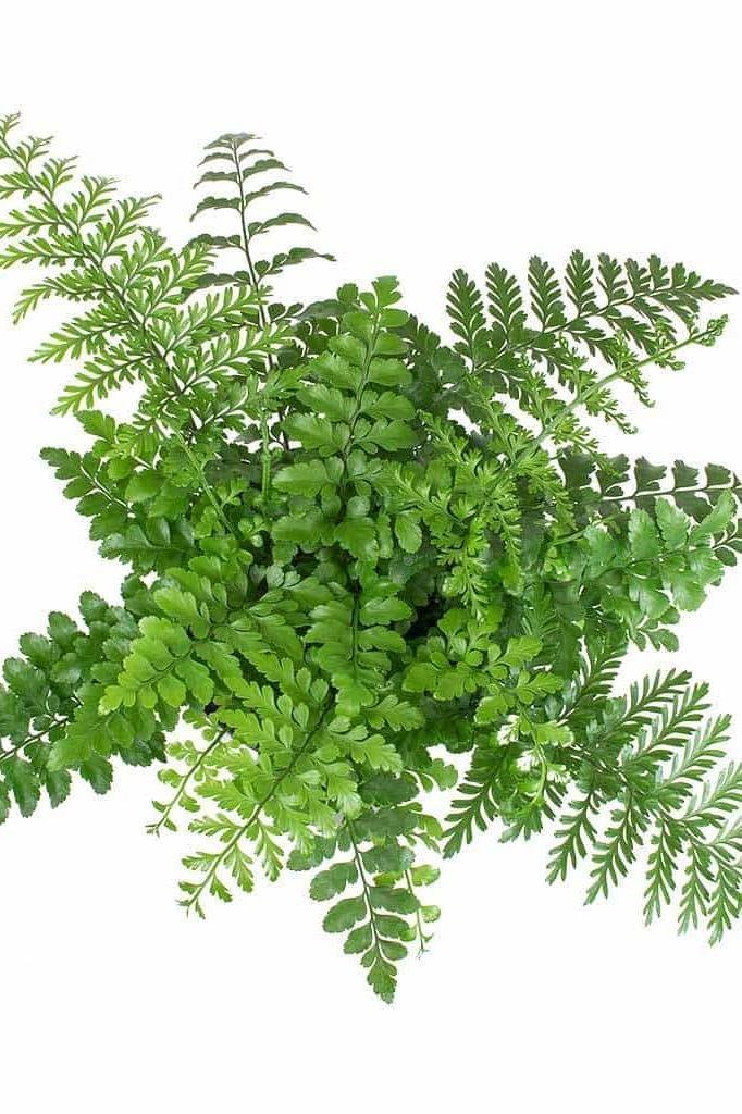 Mother-Fern.jpg
