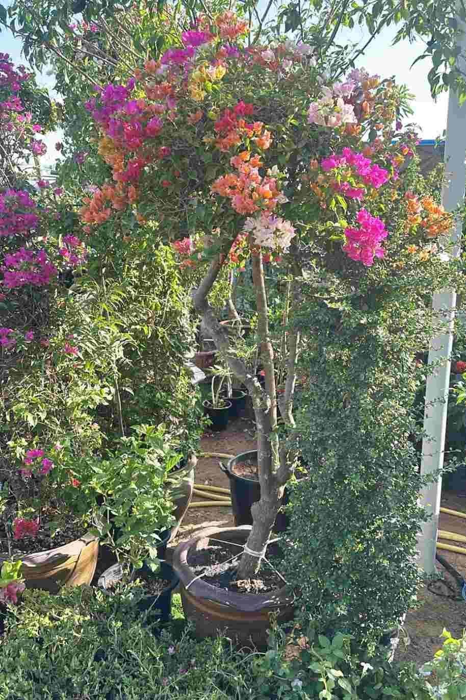 Multi-Color-Giant-Bougainvillea-2.jpg