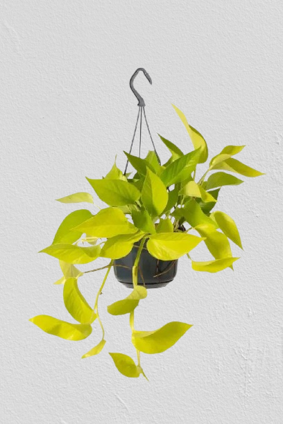 Neon-Pothos-Hanging-Plants-UAE.png