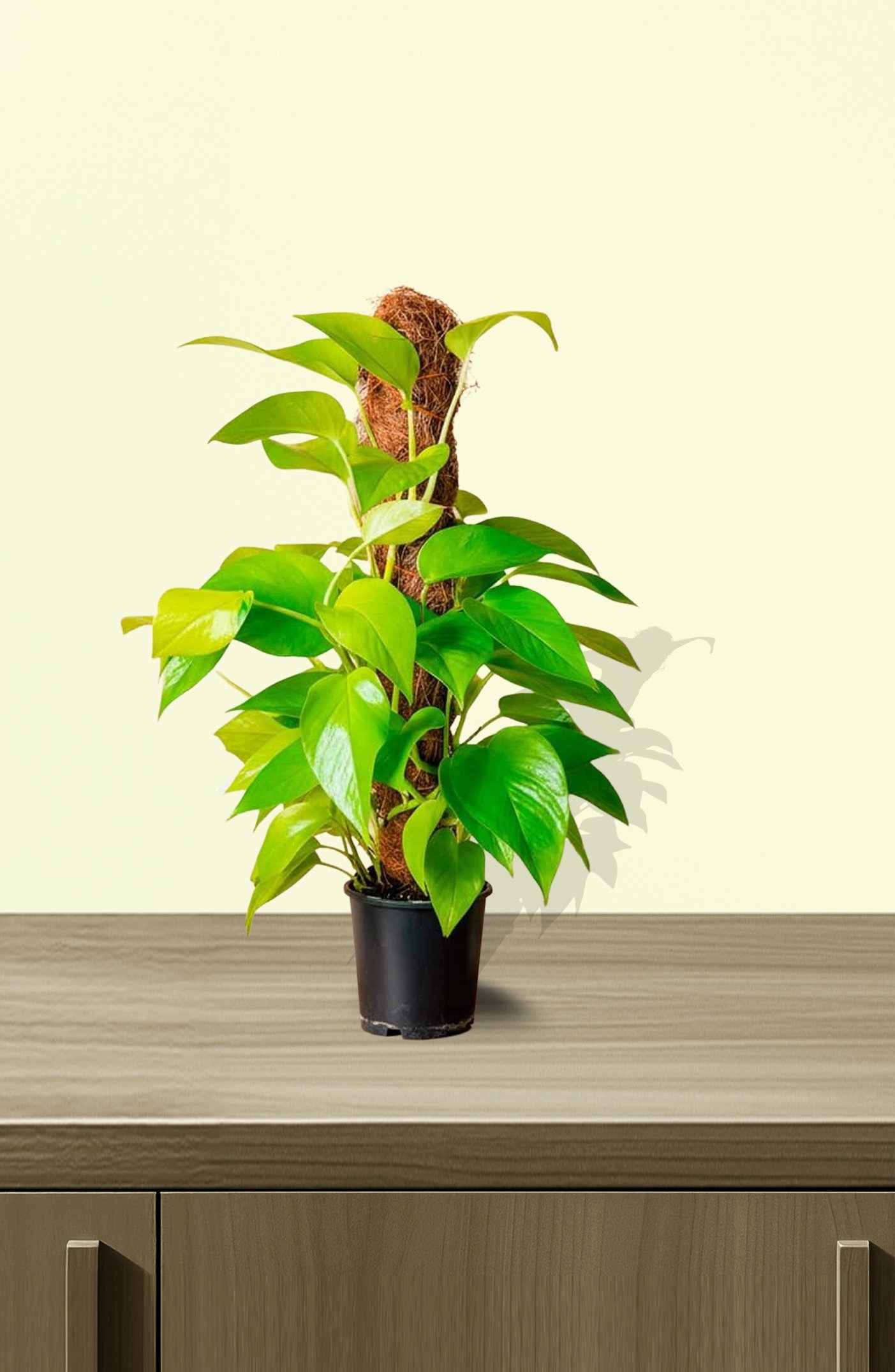 Neon-Pothos-Moss-Stick-Online.jpg
