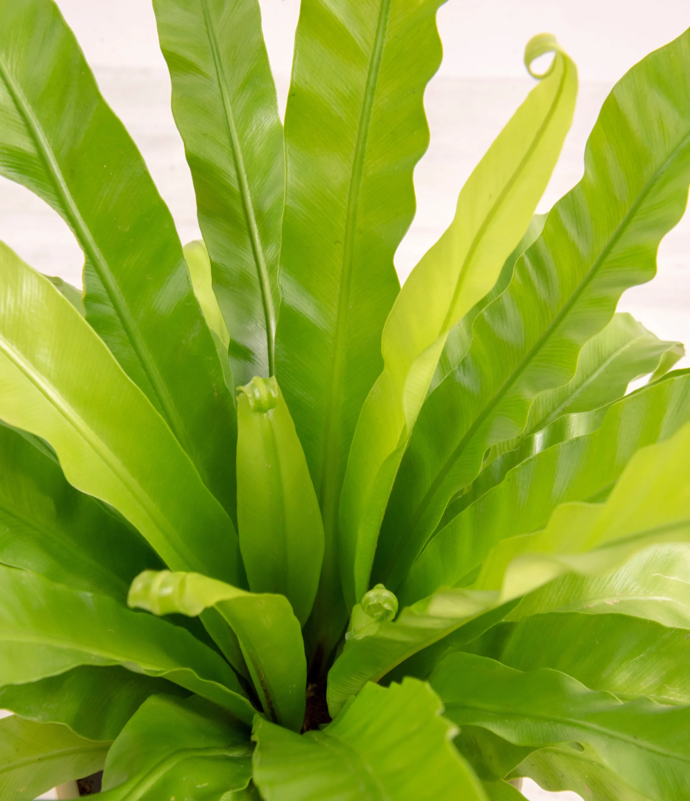Nest-Fern-scaled-1.webp