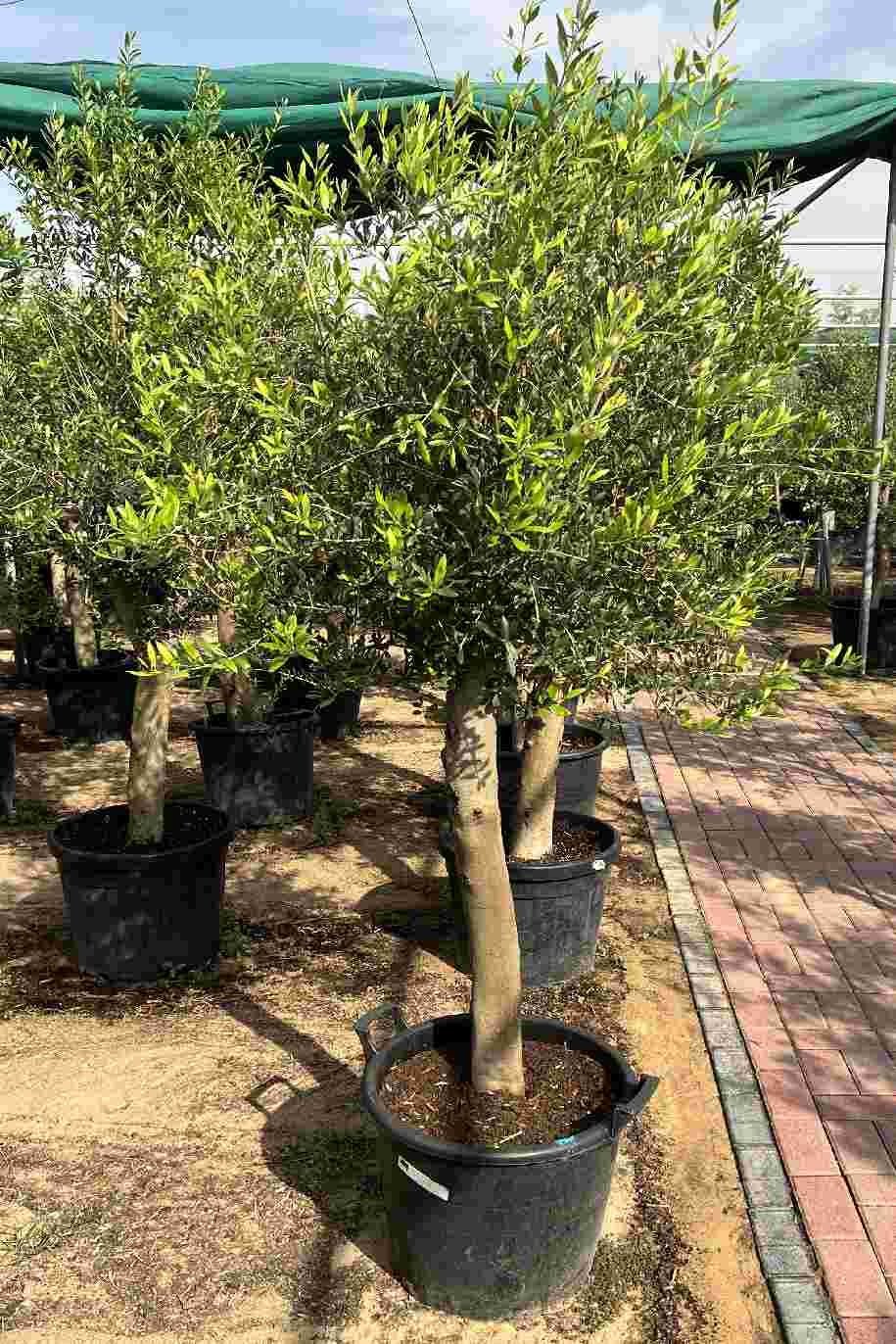 Olea_Europa_-_Olive_Tree_Thick_Trunk-greenPlantshop_ae-1.jpg
