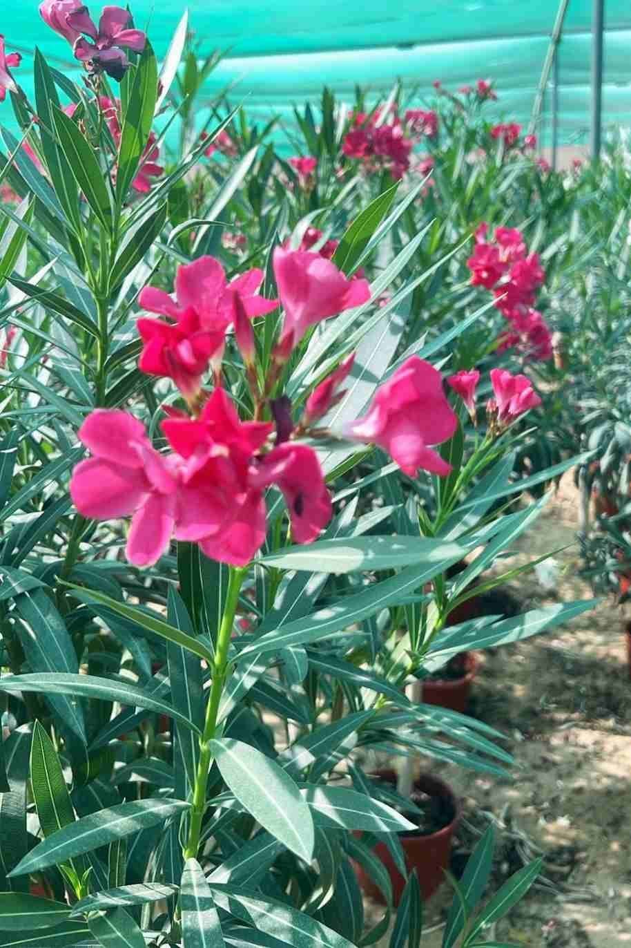 Oleander-Single-Head.jpg