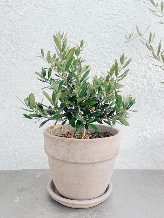 Olive-Dwarf-Indoor-1.jpg