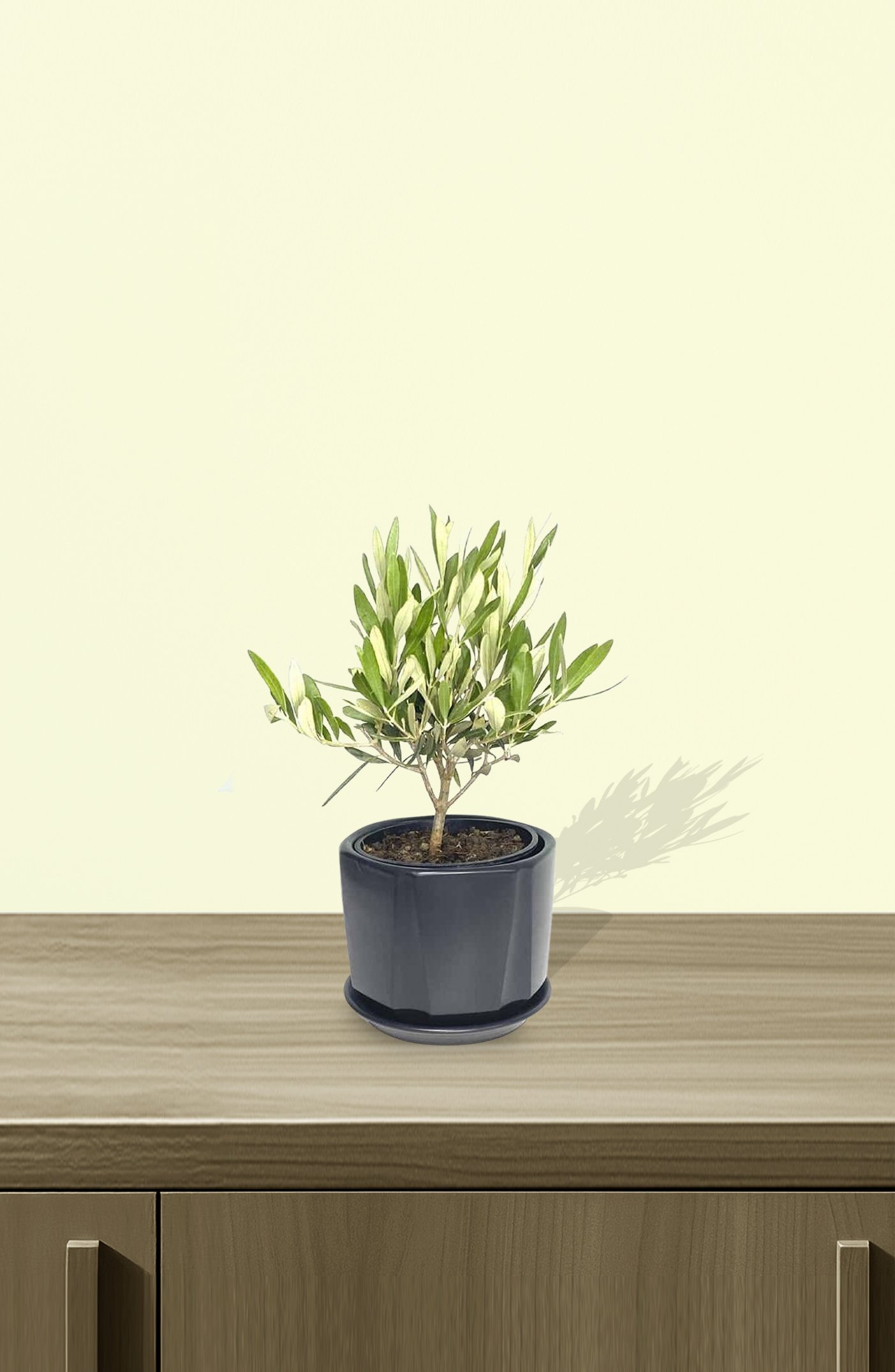 Olive-Dwarf-Indoor-2.jpg