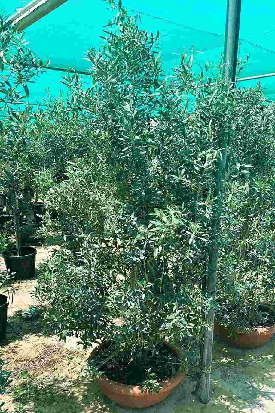 Olive_Spain_Bushy-greenPlantshop_ae.jpg