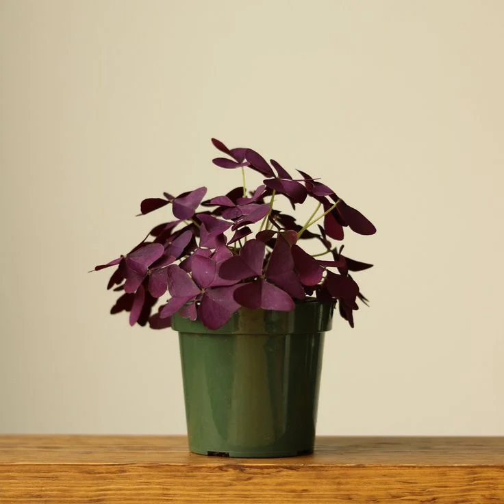 Oxalis.webp
