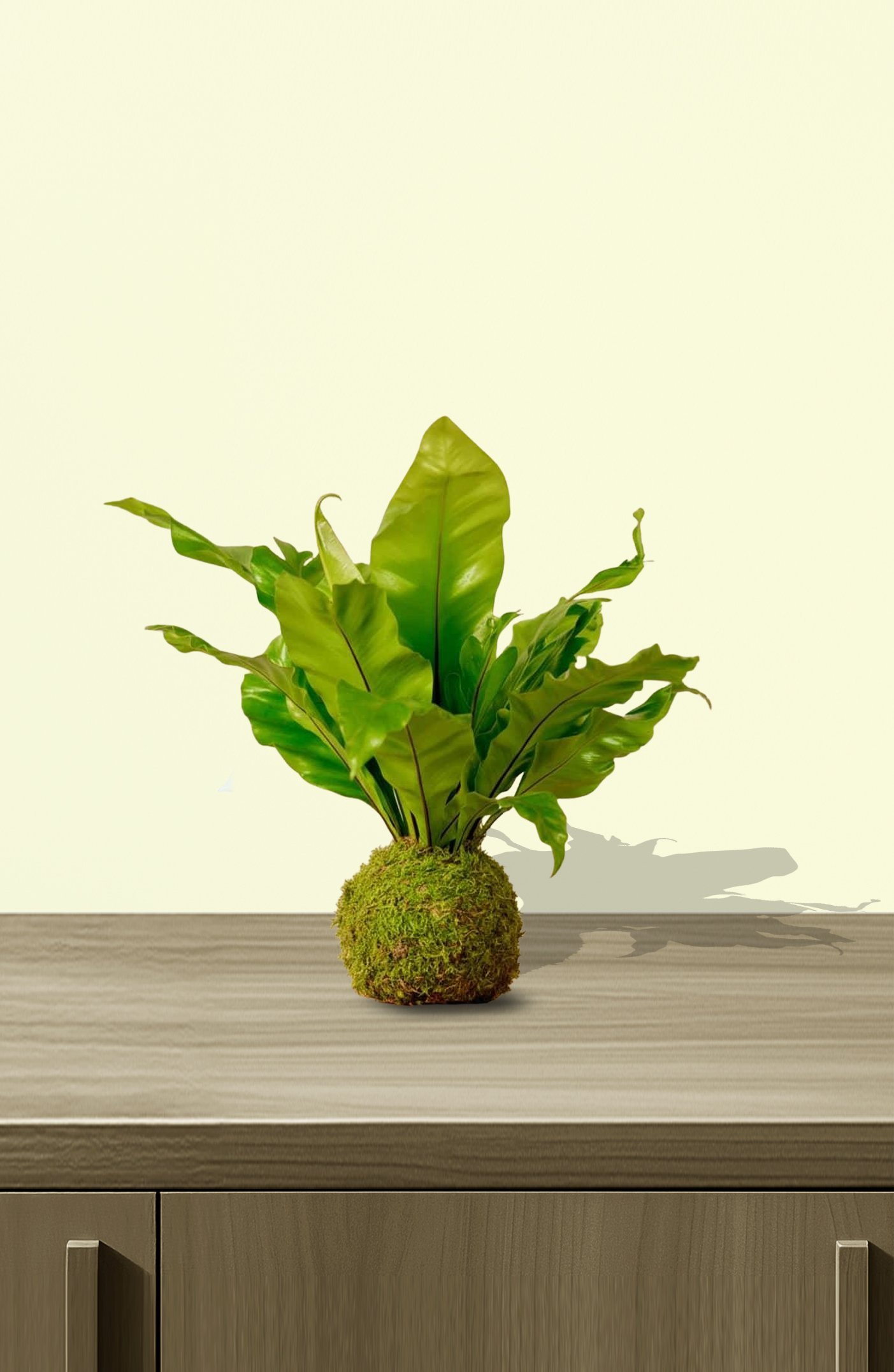 Kokedama Birds Nest Fern