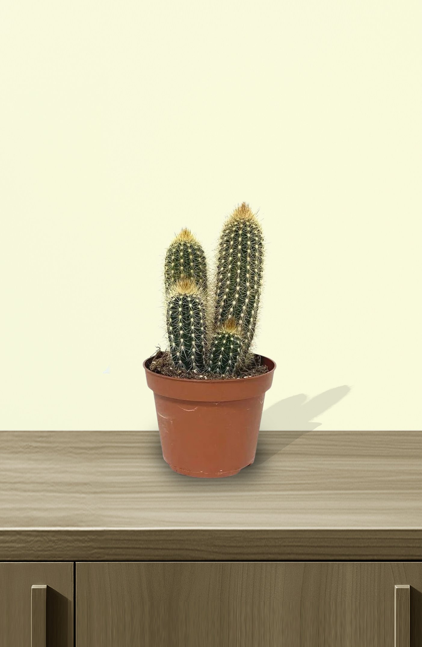 Pachy-Cactus-1.jpg