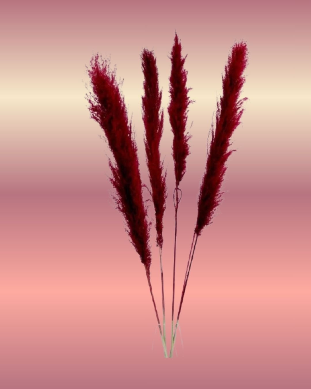 Pampas-Grass-Burgundy.jpg