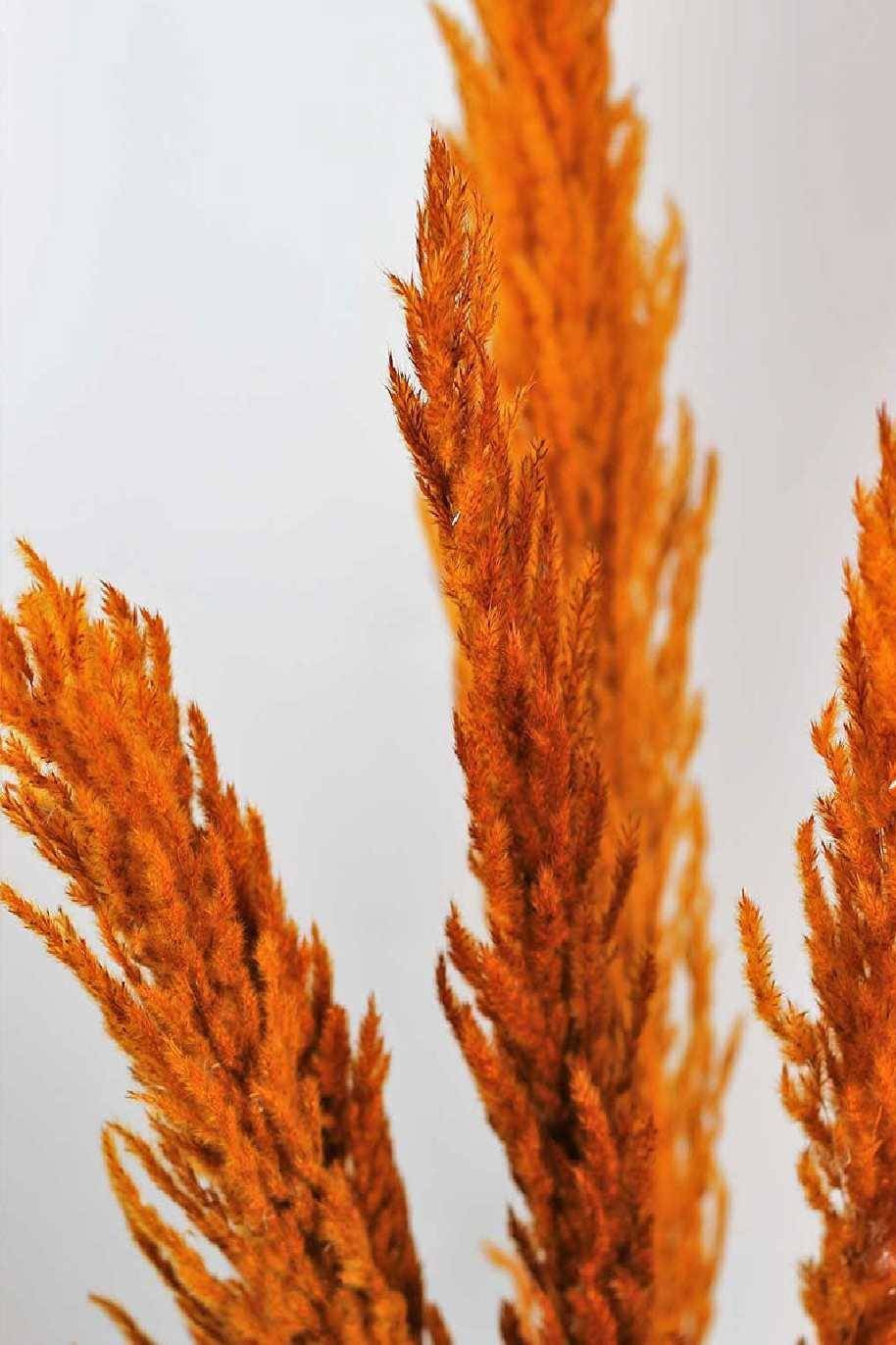 Pampas-Grass-Orange.jpg